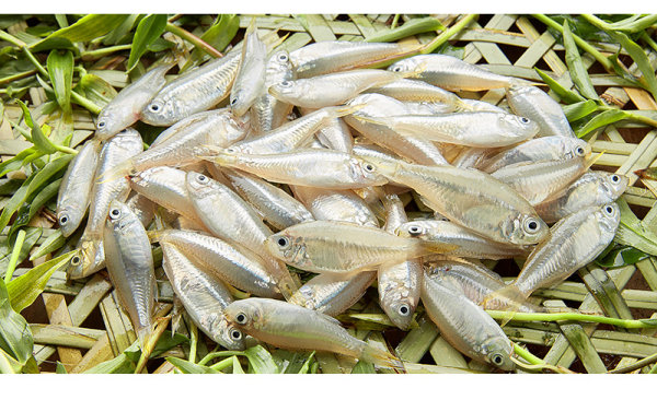 【杉亚鱼】29元/盒/斤 也叫三亚鱼_纯野生海鱼,营养价值高高!