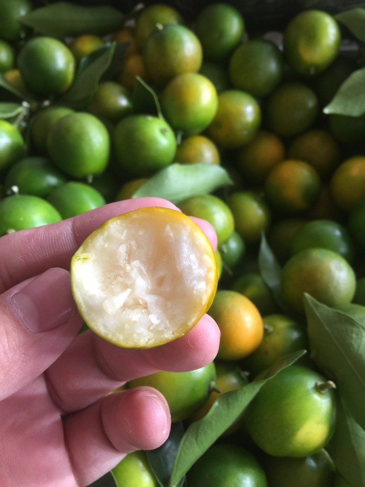 【新鲜上市】广西脆皮小金桔桂林脆皮桔脆甜5-8斤38元起,偏远补加