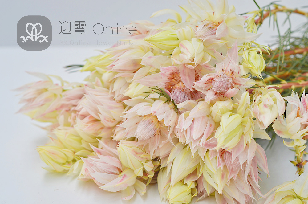 【订货专用】新娘花 水晶花 blushing bride 10枝/扎 顺丰到付