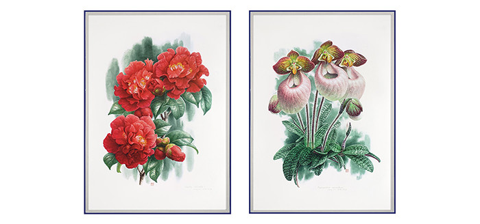 《花叶》曾孝濂植物画,全套十幅,原寸再现,馈赠收藏佳品