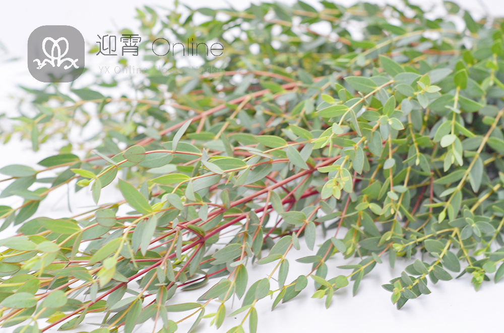 桉树叶小叶 eucalyptus per bunch parvifolia 10枝/扎 顺丰到付