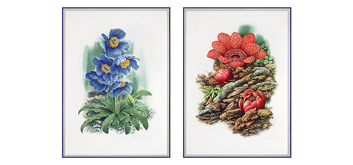 《花叶》曾孝濂植物画,全套十幅,原寸再现,馈赠收藏佳品