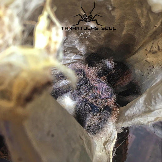 【ts爬魂】秘鲁紫粉趾 4-5cm 稳定个体 大型紫红色粉趾 温顺 蜘蛛