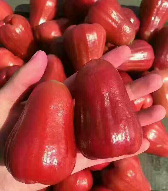 台湾黑金钢莲雾