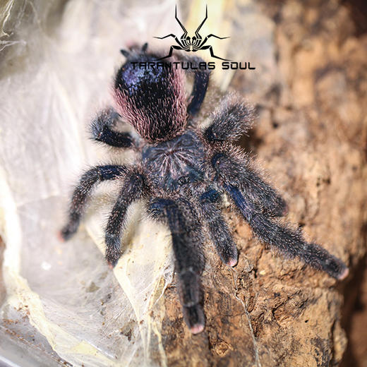 【ts爬魂】秘鲁紫粉趾 4-5cm 稳定个体 大型紫红色粉趾 温顺 蜘蛛