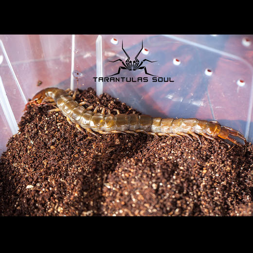 【ts爬魂】scolopendra subspinipesblack 泰国黑火焰脚 蜈蚣 16cm
