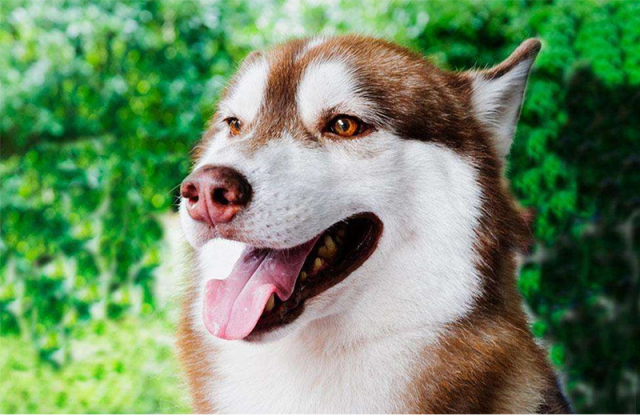 红狗reddog 犬用鱼油美毛膏 美毛护肤,喂食很方便噢 120g