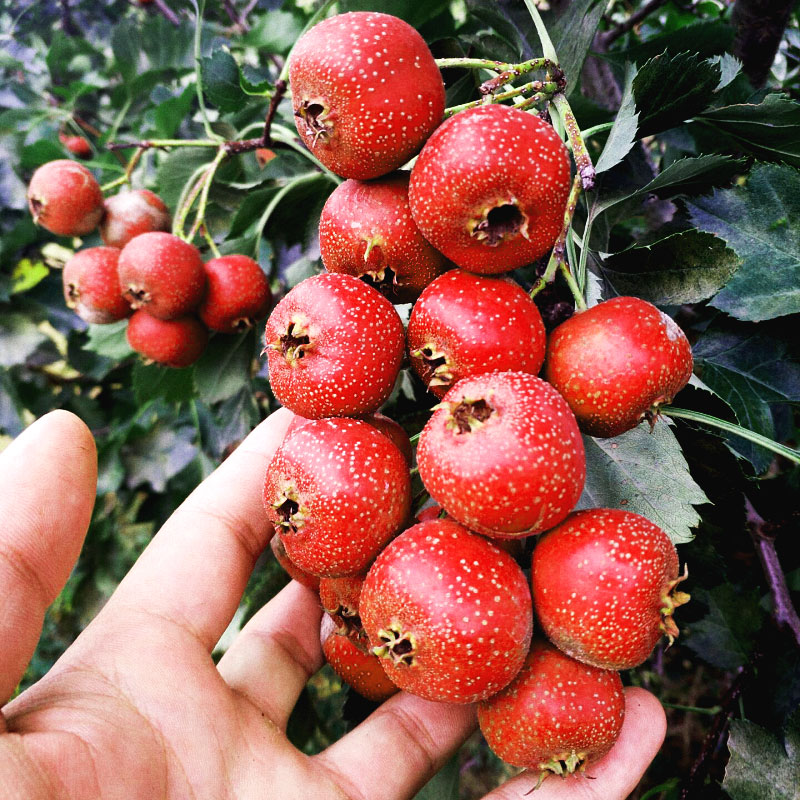 【单独购买不发货】云南野生山楂