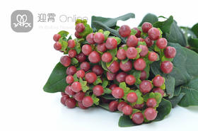 进口金丝桃 火龙珠(红色) Hypericum