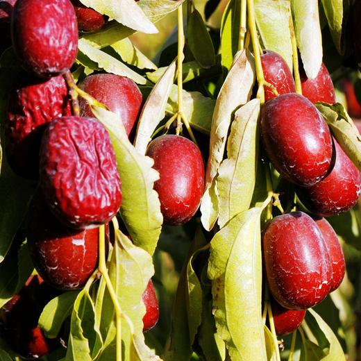 【若羌灰枣】新疆灰枣 树上自然吊干原枣 5斤布袋装