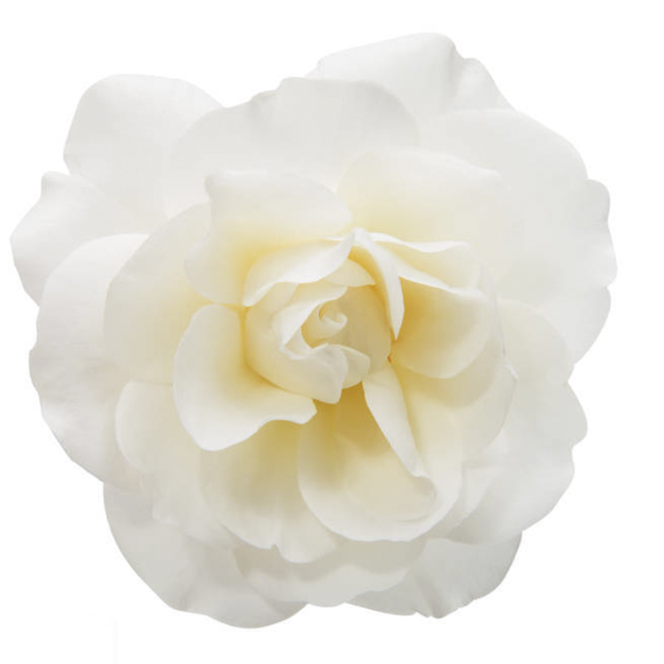 时光花事florantic                         (微信公众号认证)