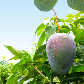阳光的味道 四川攀枝花盐边县 霸王龙芒果