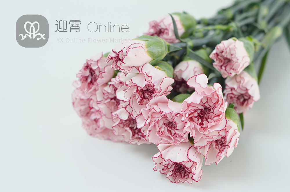 进口多头康乃馨 carnations 20枝/扎 顺丰到付