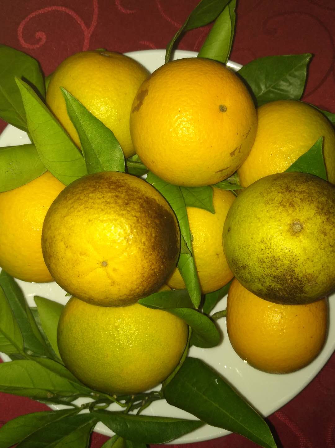 桂莲农业 纯天然无污染手剥橙