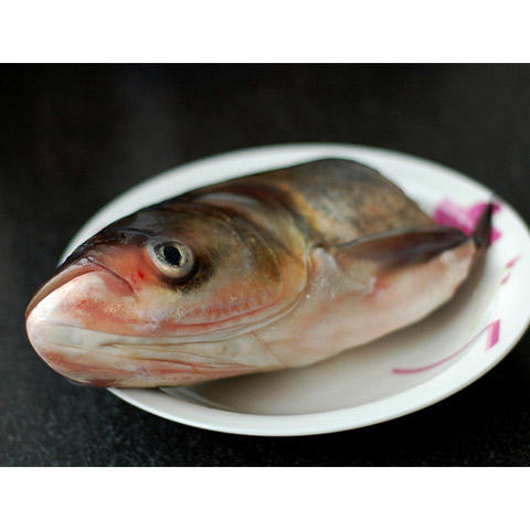 新鲜活 白鲢鱼头1斤