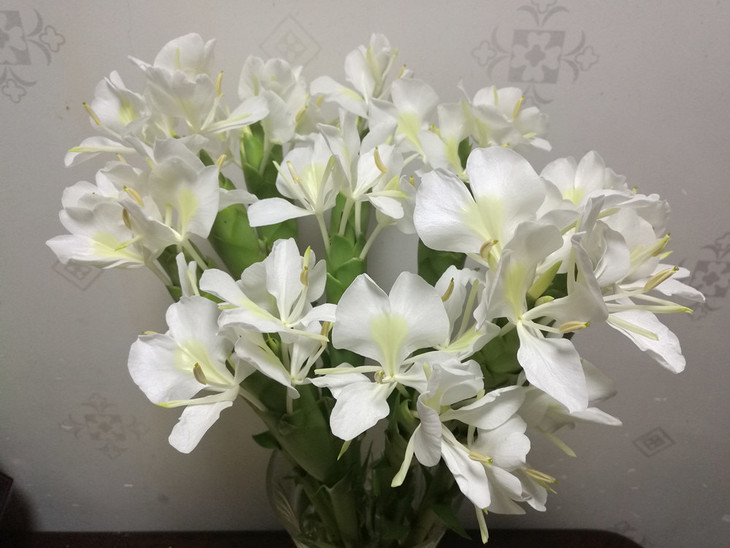 花市在线|姜花,大花10支