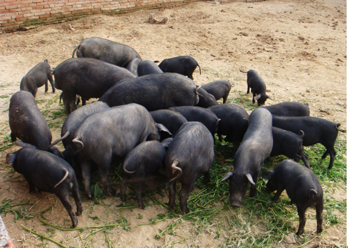 【预售尝鲜价】草猪上肉 25元/斤 (每天12点前订