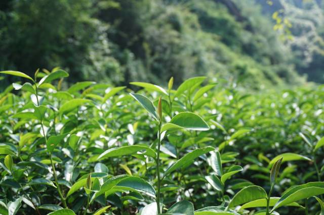 坑涧的山场周边 都是岩崖和森林的遮掩 夏季茶树接受「漫射光」 冬季