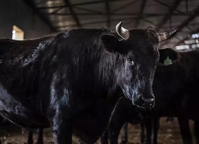 做中国人自己的黑牛品牌