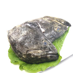 【文莱】龙趸石斑鱼头