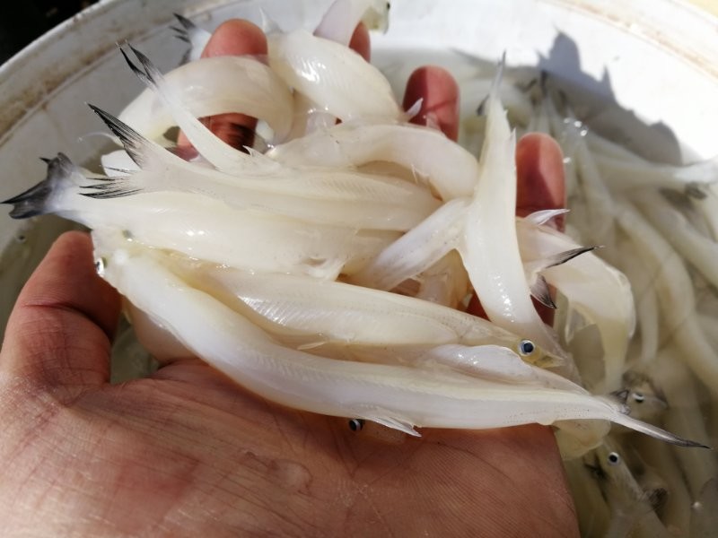 银鱼,水库野生银鱼,35元一斤,2斤60元