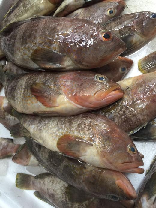 活冻野生小石斑 网格石斑混装;福建省内满200包邮,省外补运费差价