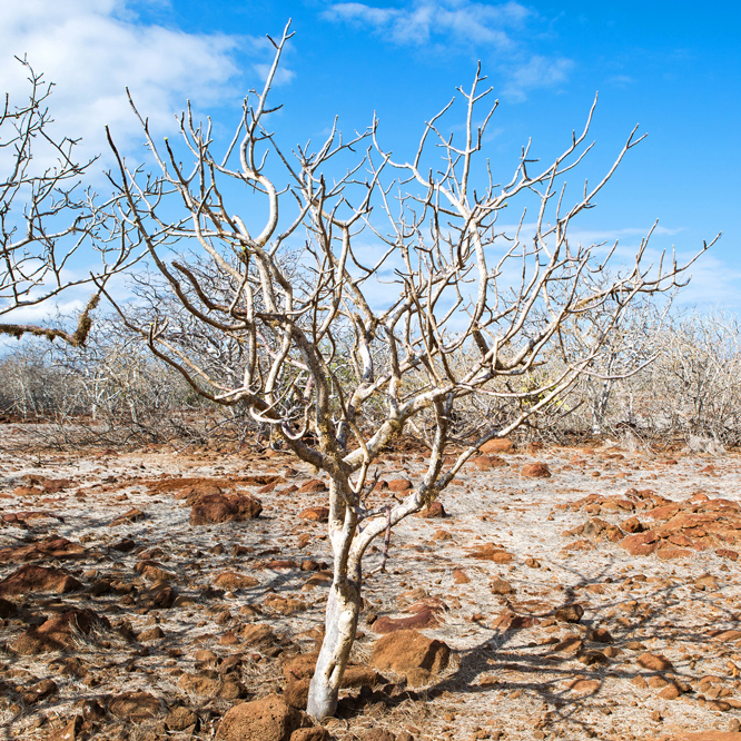 秘鲁圣木精油 冥想放松 净化负能量