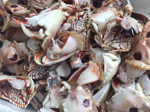 野生面包蟹脚.福建省内满200包邮,省外补拍运费差价,咨询客服