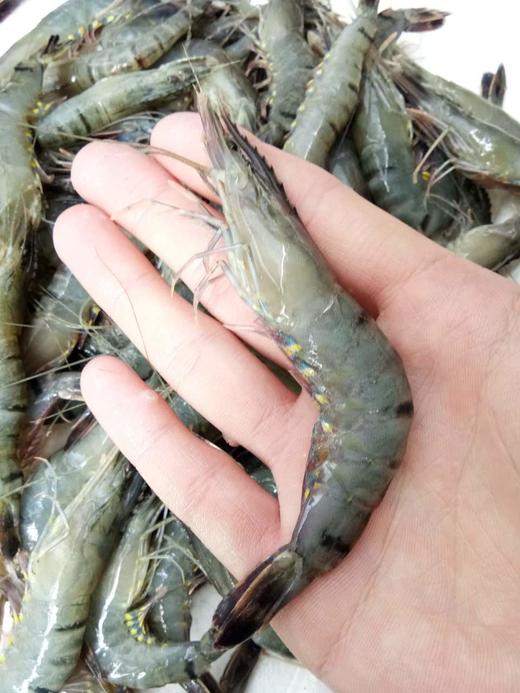 野生大草虾.福建省内满200包邮,省外补拍运费差价,咨询客服