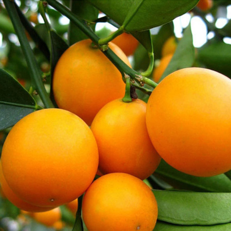 金桔新鲜水果特产金橘金桔滑皮脆皮金桔橘子 2.5kg