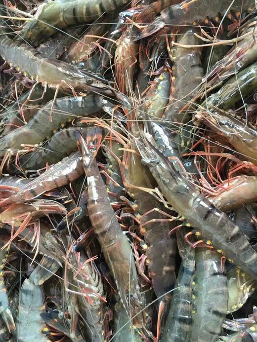 野生大草虾.福建省内满200包邮,省外补拍运费差价,咨询客服