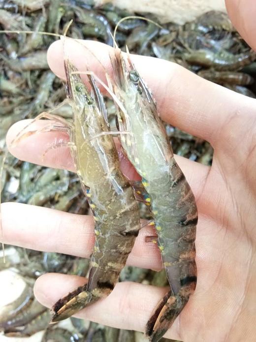 野生大草虾.福建省内满200包邮,省外补拍运费差价,咨询客服