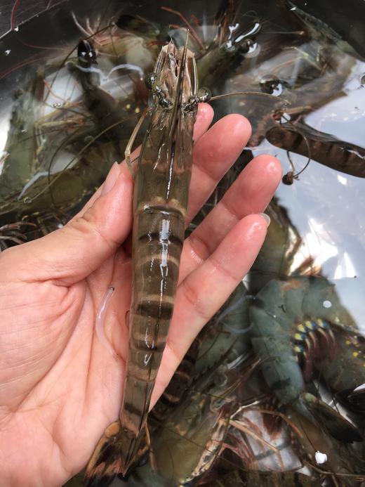 野生大草虾.福建省内满200包邮,省外补拍运费差价,咨询客服