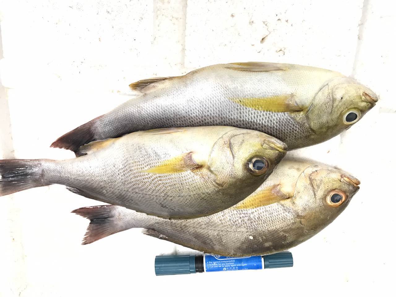 野生黄鸡鱼(大小都有)福建省内满200包邮，省外补拍运费差价，咨询客服