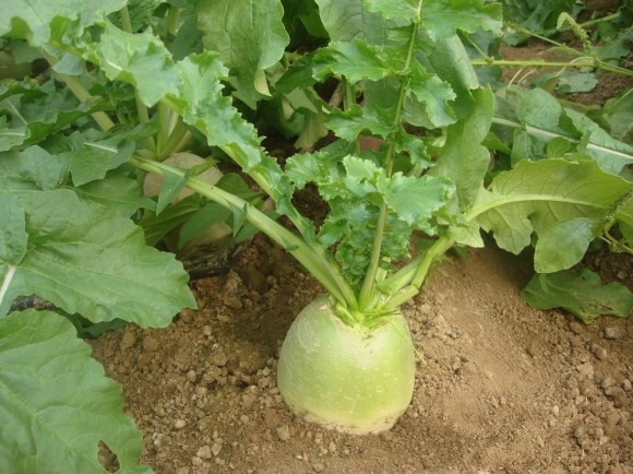 有机心里美萝卜 约400g[内蒙古绿康源]