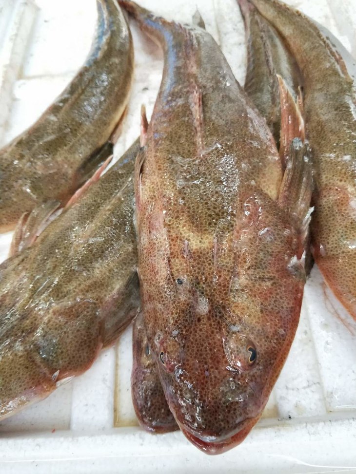 野生牛尾鱼.福建省内满200包邮,省外补拍运费差价,咨询客服