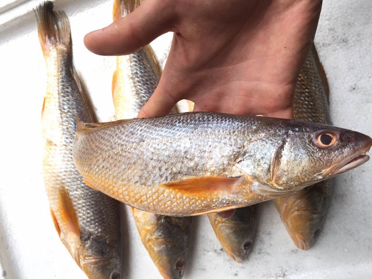 野生中春只.福建省内满200包邮,省外补拍运费差价,咨询客服