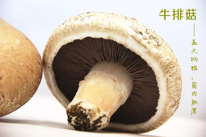 牛排菇100g(2只)-德添
