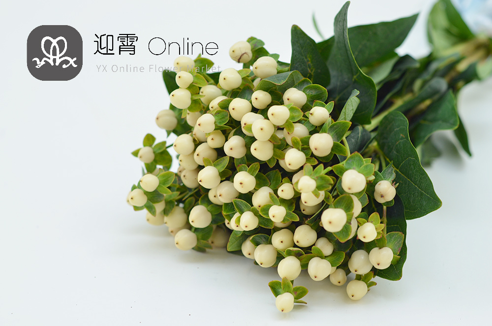 进口金丝桃 火龙珠(白色 hypericum