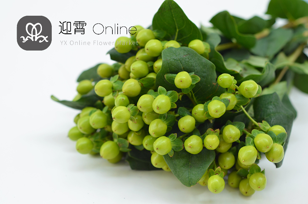 进口金丝桃 火龙珠(绿色) hypericum