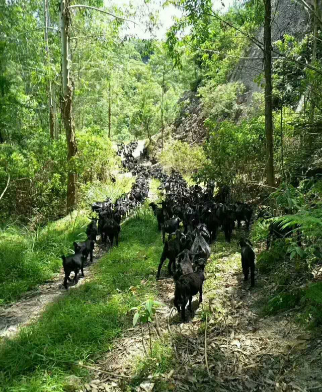 焖羊肉(黑山羊),生态全放养2年