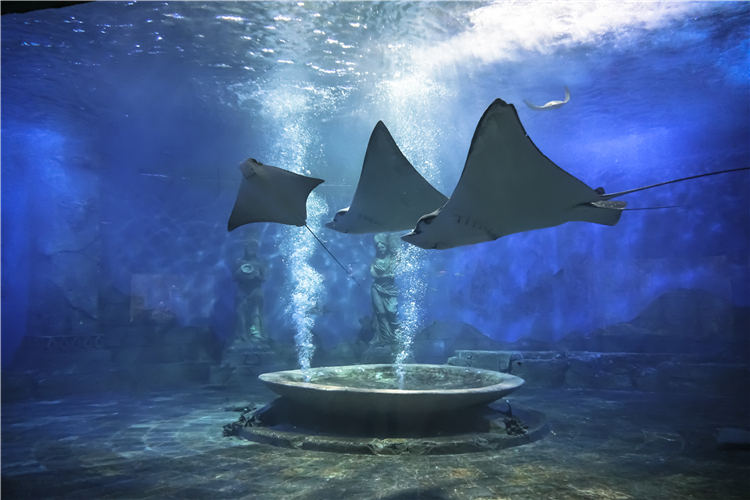 大洋池可容纳水体5500余吨,魔鬼鱼,蝠鲼鱼,牛鼻鲼等数千尾海洋生物