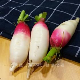 新茬一点红小萝卜 (500g) 手掌般大小,口感鲜嫩