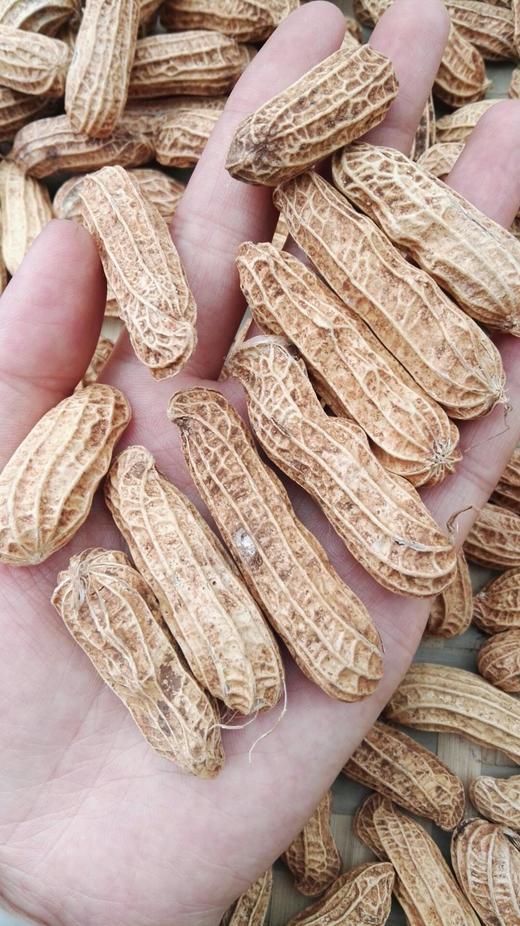 店长推荐缅甸野生七彩花生丰富营养生吃有甜味2斤装包邮预售1周发货