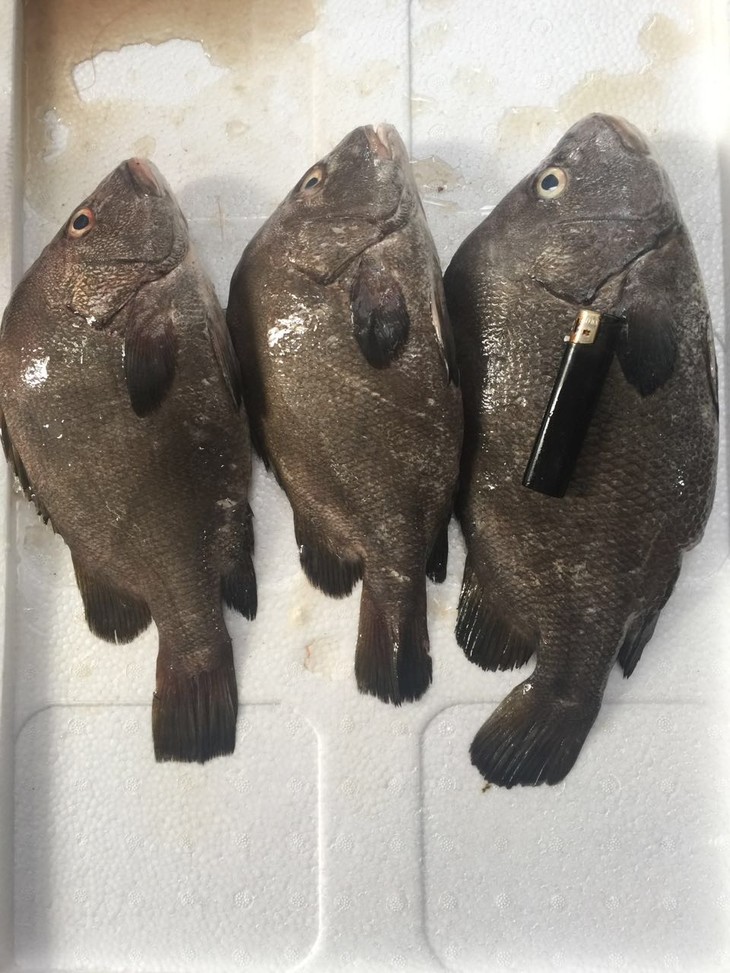 野生包公鱼.福建省满200包邮,省外补拍运费差价