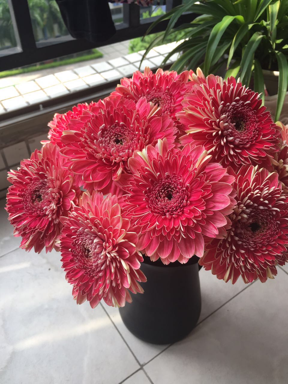 【昆明直发】重瓣非洲菊:云霞,9枝