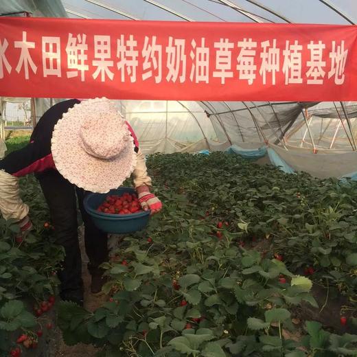 红颜草莓450g 商品图1