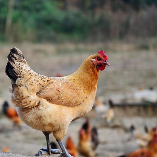 散养乌皮鸡 商品图5