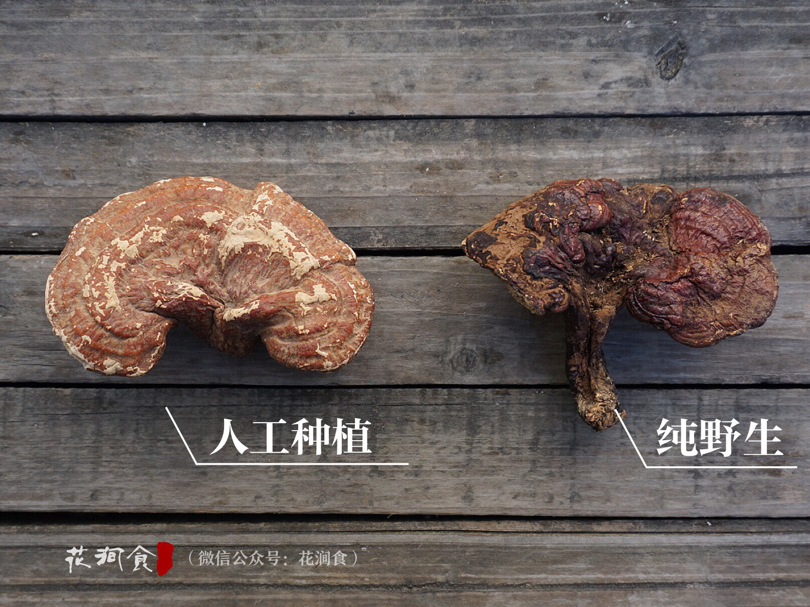 养生调理 | 云南野生赤灵芝 纯野生无人工干预 提高免疫力 改善睡眠