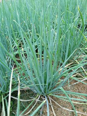 田心四季葱 250g